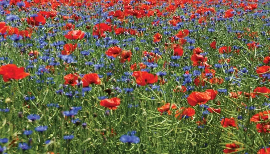 посевной газон мавританский купить с устройством спб