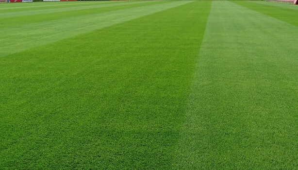 посевной газон спортивный купить с устройством спб