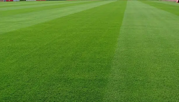 посевной газон спортивный купить с устройством спб