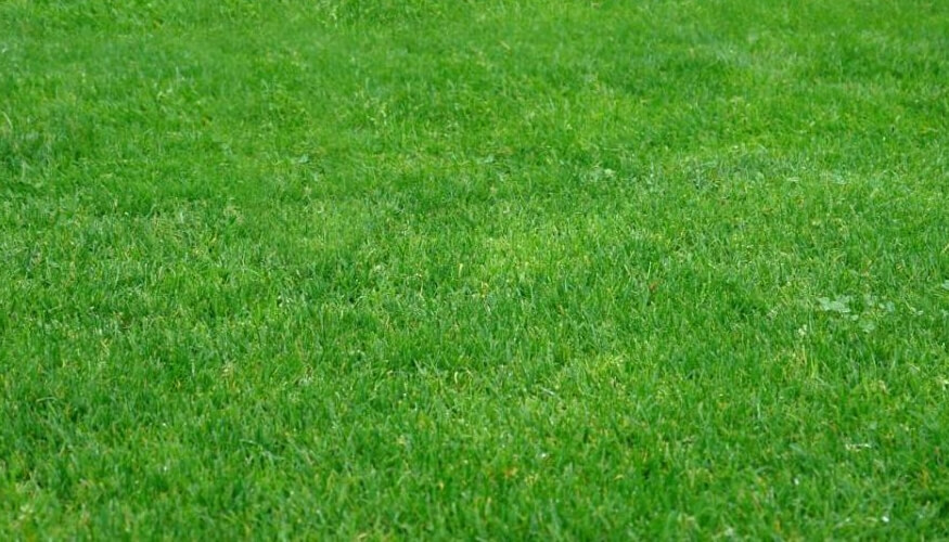 посевной газон универсальный купить с устройством спб