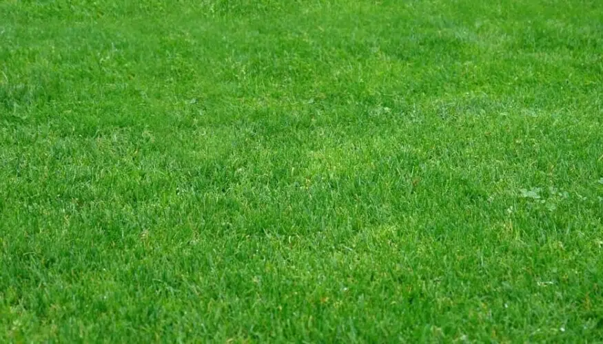 посевной газон универсальный купить с устройством спб