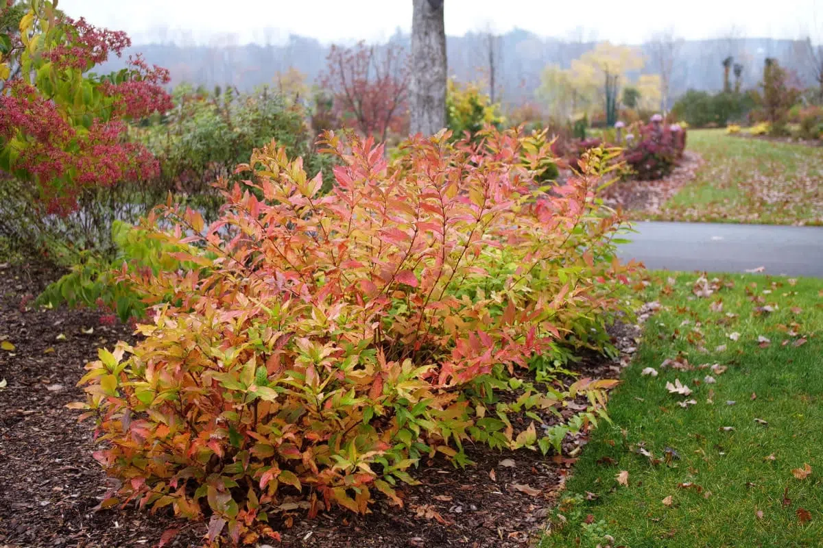 Осенняя посадка