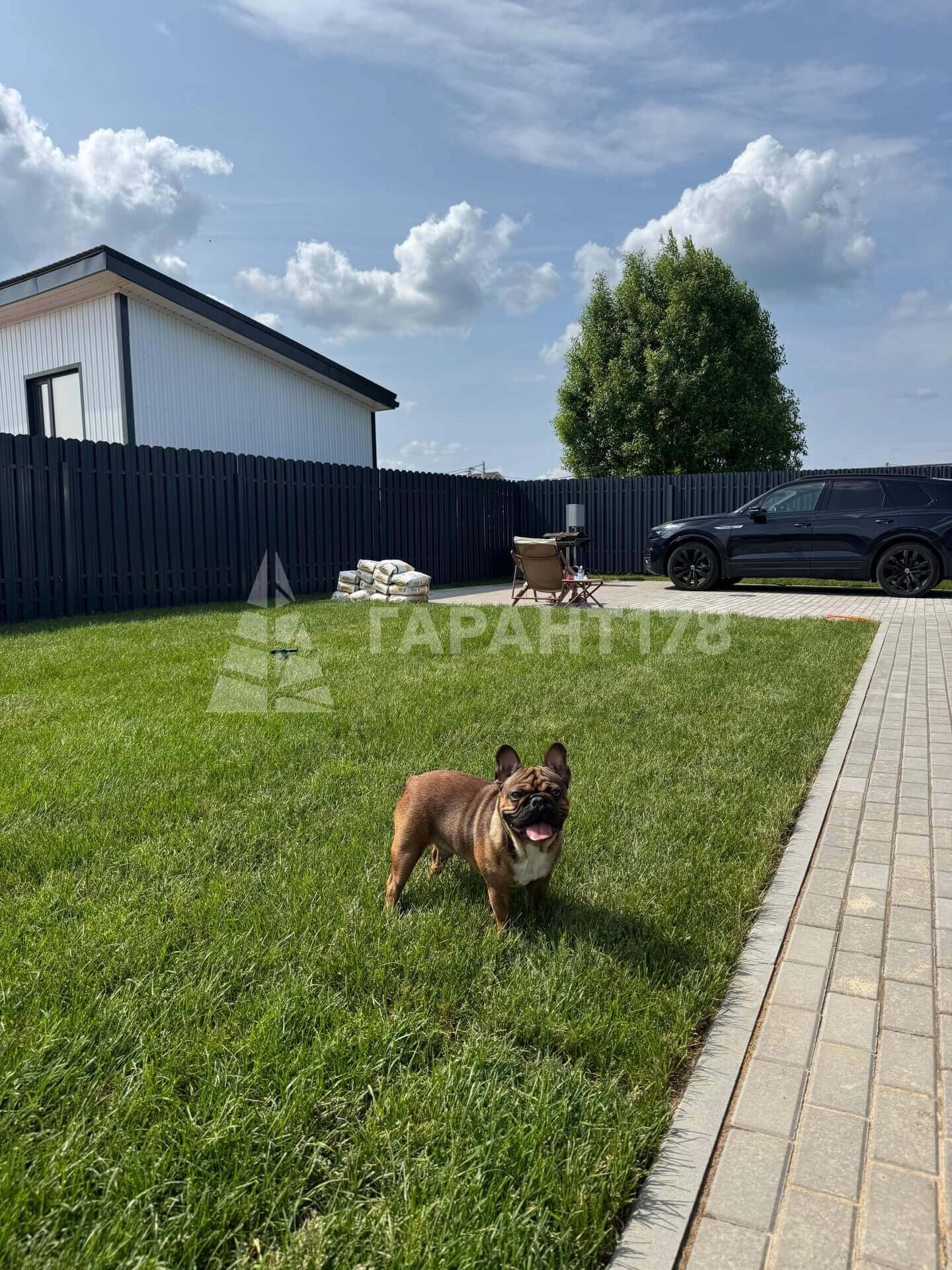 довольный собакен бегает по уложенному рулонному газону в ленобласти